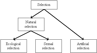 Definition natural selection Understanding Natural