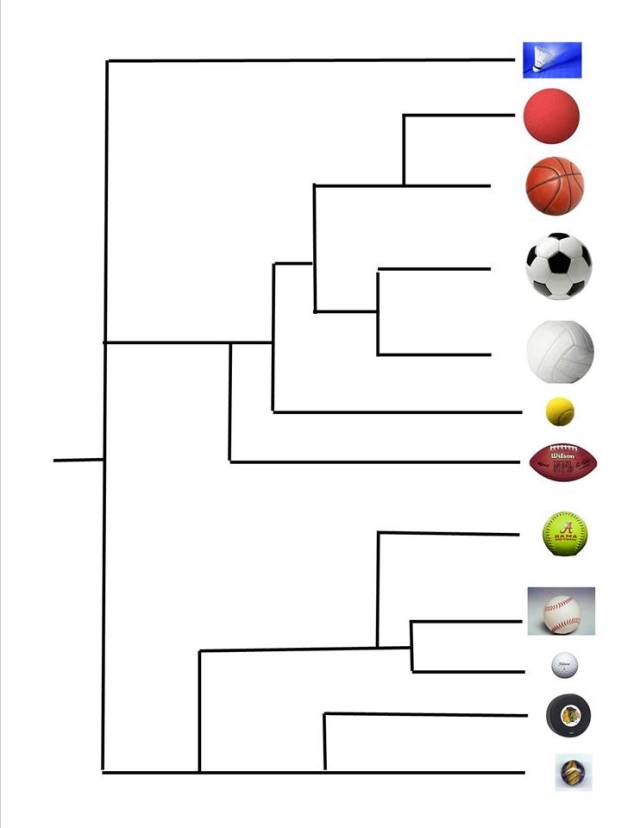 Cladogram of sports balls