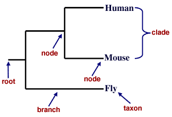 Figure 1. Parts of a Phylogenetic Tree